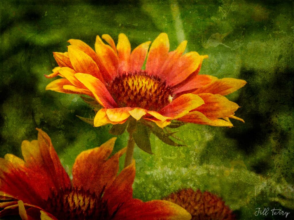 The Aster