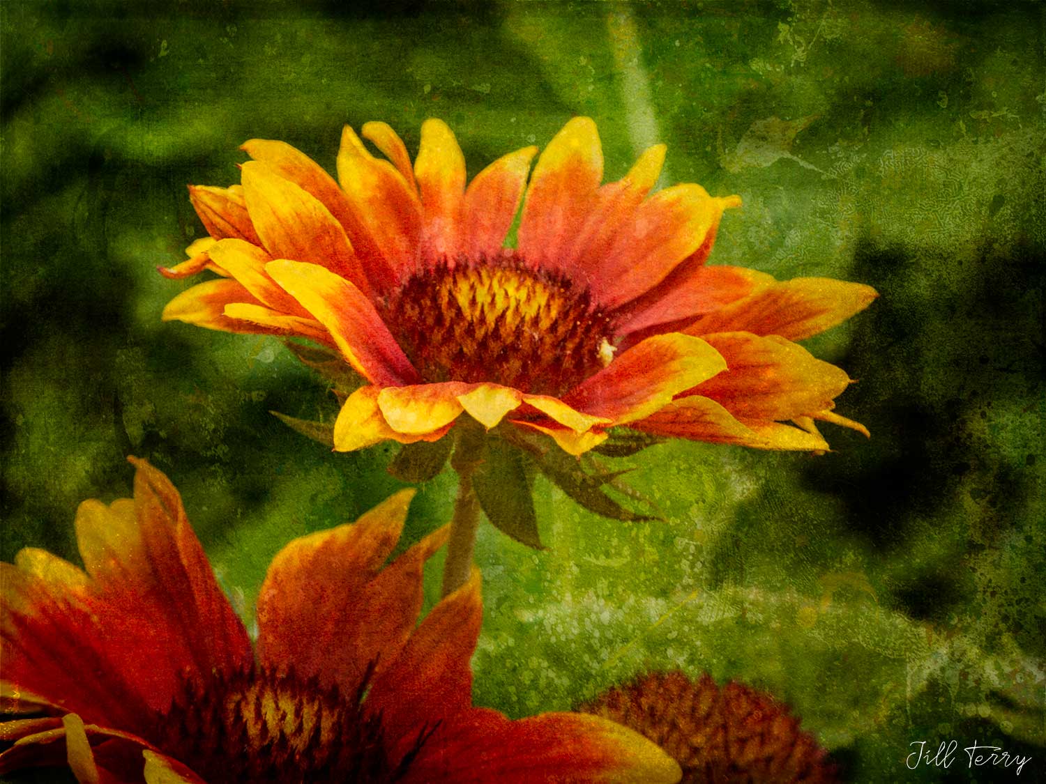 The Aster